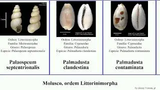 Molusco, ordem Littorinimorpha polinices sinum phenacovolva cypraea pseudosimnia pomatias gyrineum