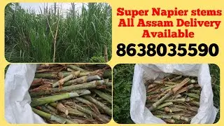 Super Napier stems All Assam Delivery. 8638035590