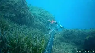 Gümüldür Zıpkınla Balık Avı / Aralık 2025-2 / Spearfishing 