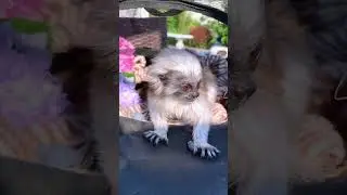 squirrel size monkey tamarin #shorts @wildcatsinfo #youtubeshorts #shortsfeed
