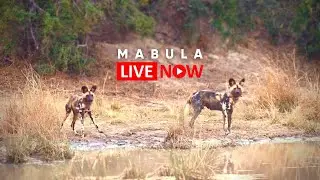 Mabula Game Lodge LIVE Africam Wildlife Stream