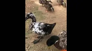 duck walk video #Duck #walk