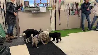 Warman Dog Training - Little Dog play time before Puppy Class               #littledogs