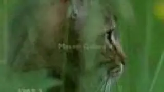 cat's chobits