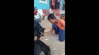 hey let's feed beloved dogs together(continue)