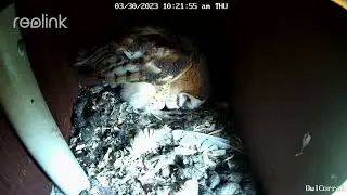 We've Named the Female Barn Owl Lucy ❤️❤️❤️. Owl Box C - 3/30/23 - 10:22 am