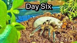 I Unleashed an Apex Predator into My Kalahari Desert Bioactive Vivarium