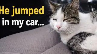I Went to Feed Cats&hellip; Then He Jumped in My Car 🥺