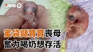 蜜袋鼯出生1個月媽媽過世！僅2.7公克重...大口喝奶求生｜寵物動物｜餵奶