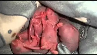 Handrearing baby rat pups