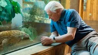 Komodo dragon exhibit renamed for Sir David Attenborough