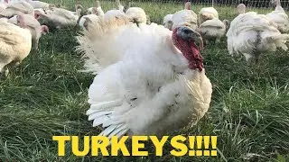 First time Processing a turkey!!!!