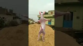 Patali kamariya bole 😄😱😱😱 #catalogue #funny #cat #trending #youtubeshorts