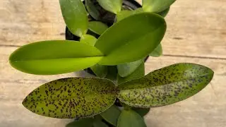 As diferen&ccedil;as das orqu&iacute;deas ALBAS!!!