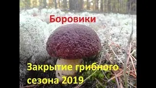 White Mushrooms Closing of the 2019 season!