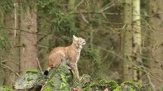 Lynx in the Wild | 4K Cinematic Wildlife Footage #wildlife #lynx #4k #ytreelviral