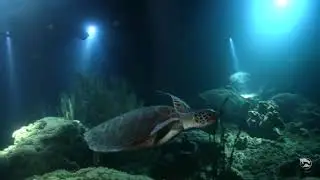 Amazing Night Diving on the Dive Bus House Reef
