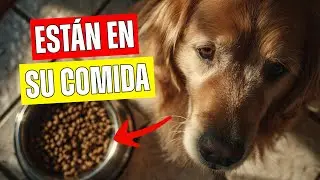 4 Ingredientes en su COMIDA que Están CAUSANDO Tumores en tu Perro