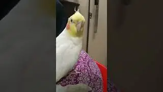 chip...chip...chip... mitthu#cockatiel #bird #cockatiel #parrot #birdsinging #cute #parrot talking
