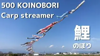 500 carp streamers fluttering in the sky. A spectacular spring view.