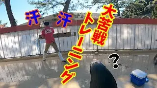アシカの色覚識別トレーニングの進捗状況【カリフォルニアアシカ】