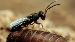 Fly Control with Fly Predators!