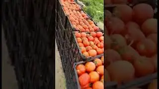 Best tomato 🍅 export  to Dubai and Oman 🇴🇲 today 00989377974700