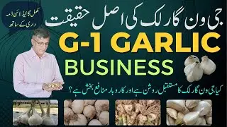 The Future of G1 Garlic Business: Profitability in the Agriculture Field l G1 Garlic Farm Visit
