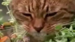 Cats on weed/marijuana