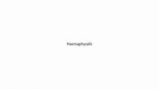 Haemaphysalis PRONUNCIATION