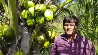 Deejay coconut farms Pvt Ltd , Puneeth mob 9148152792