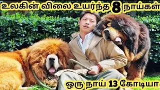 விலை உயர்ந்த நாய்கள் || Most Expensive Dogs ||#mostexpensivedogs
