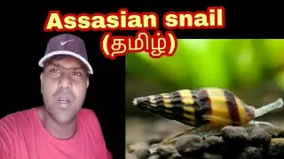 Assassin snail breeding method snailfarm  BreedersWorld