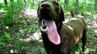 Fastest breathing dog in the world...