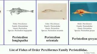 List of Fishes of Order Perciformes Family Peristediidae. peristedion searobin orientale Slender