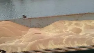 How to trim a Wheat cargo