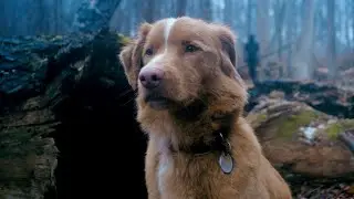 POV Anjing Melihat Rumah Angker | Good Boy Official Trailer