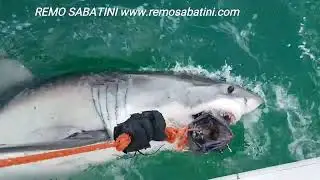Great White Shark Attacks Tuna @NatGeoAnimals @discovery @animalplanet @ilmessaggero