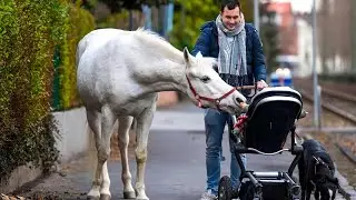 Лошадь гуляла одна каждый день в течение 17 лет, но потом делала это вместе с ребенком