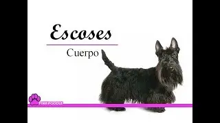 0028: Pelo Duro Corte básico  / Hard Hair. Cursos Gratis EsteticaCanina.org (Whatsapp +50685585458)