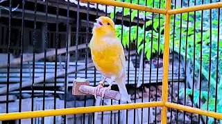 The Russian Canary Invites All Canaries to Sing