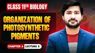 Organization of photosynthetic pigments | Mechanism of Photosynthesis | Biology class 11 chapter 6