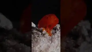 Wulfenite. Red Cloud Mine, La Paz County, Arizona, USA
