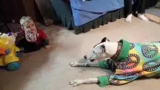 Greyhound Inviting Baby To Play