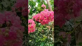 Easiest way to propagate Pride of India plant #propagation  #prideofindia #gardeningwithsaikia