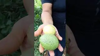 Buah segar langsung dari alam, panen buah buahan@laskartaru #buahsegar #farming #fruit #gardening