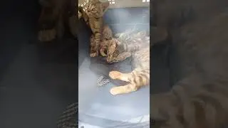 cute kitty short#funny video#viralvideo######🐈