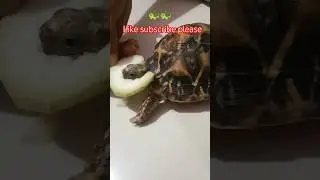 star trotoise 🐢 New video shree mn narayan 🙏🙏