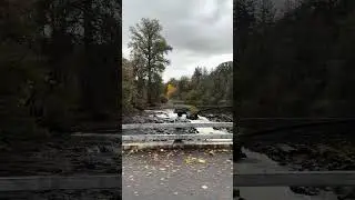 Broken dam. #driftboat #salmon #water #shorts #short #fypシ #fish #fishing #silversalmon #silver