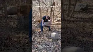 🇨🇦🪨383lbs/174kg Stone Lift - Edmonton Stones of Strength🪨 #stonelifting #training #fitness #viral